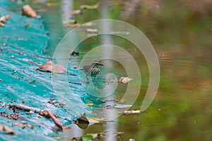 Wildlife: Northern Waterthrush feed on insects in artificial water reserve in the Jungle